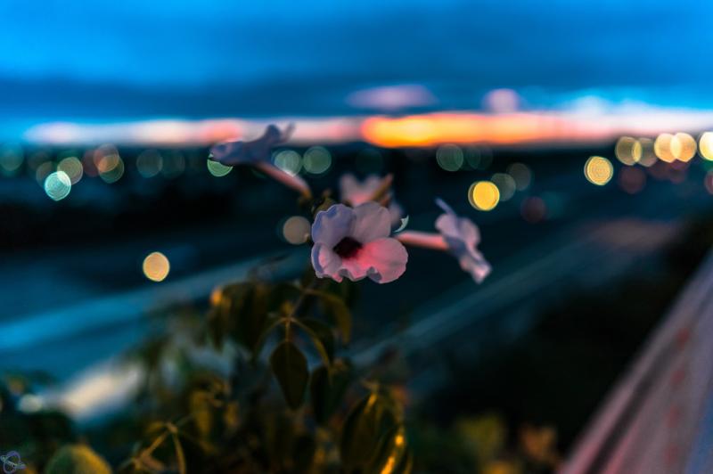 Obiektyw Carl Zeiss Batis 25mm f/2.0 - Sony E 